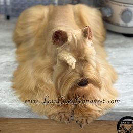 Avalon - Miniature Schnauzer