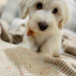 Goldendoodle Puppies from Thompson Creek Doodles