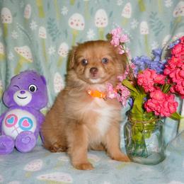 Starlight - Sable female Cavapoo puppy in Woonsocket, Rhode Island from Walnut Grove Cavaliers