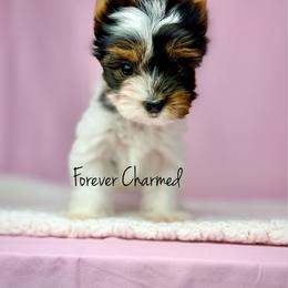 Evie - Black tan and white female Biewer Terrier puppy in Lathrop, California from Forever Charmed