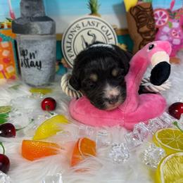 Martini - Black tri-color female Australian Shepherd puppy in Fredericksburg, Virginia from Cooper Ridge Aussies