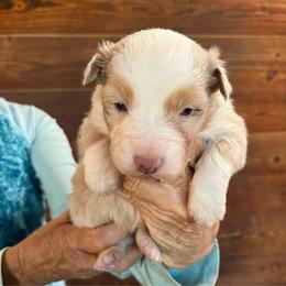 Red Merle male - Red merle male Australian Shepherd puppy in Chino Valley, Arizona from Cu2 Aussies