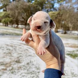 Remy - White and liver brown male Dalmatian puppy in Mt. Vernon, Texas from Double B