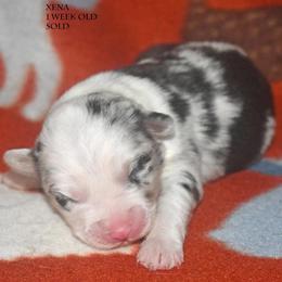 Xena - Blue merle female Miniature Australian Shepherd puppy in Patterson, North Carolina from DreamLine Aussies