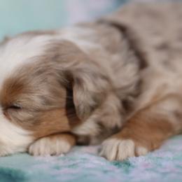 Sadie - Red merle female Toy Australian Shepherd puppy in Newnan, Georgia from Baker's Down South Aussies