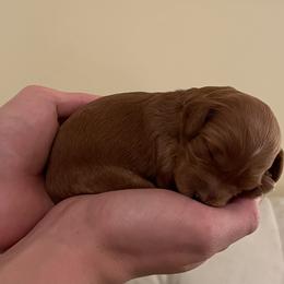 Hattie - Red  female Goldendoodle puppy in Kansas City, Kansas from Bella & Ivy’s Mini Goldendoodles of KC