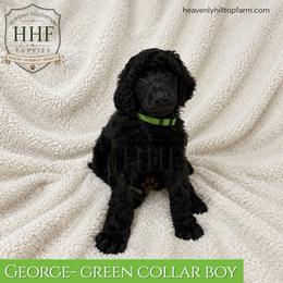 George - Solid Black , Green Collar boy - Black male Poodle puppy in Charlo, Montana from Heavenly Hilltop Farm