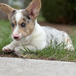 American Corgi, Cardigan Welsh Corgi, and Pembroke Welsh Corgi Puppies from Enok Corgis