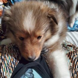 Toy Shetland Sheepdog Puppies from LaLa's Lilliputian Lassies