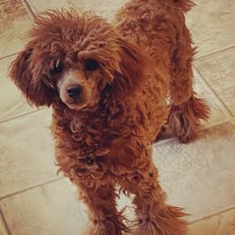 Poodles and Toy Australian Shepherds from Texas Kissed K9s