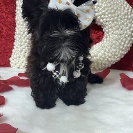 LaYlah - Black and gold female Yorkshire Terrier puppy in Prosper, Texas from DaintyDawlz