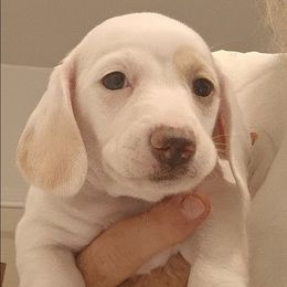 Dancer - Cream male Dachshund puppy in Pahrump, Nevada from Heaven Sent Doxies