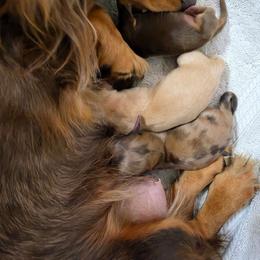 Hemi - Cream male Dachshund puppy in Amarillo, Texas from Snuggle Snoot Doxies