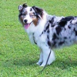 Mabel - Australian Shepherd