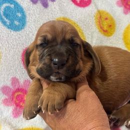 Waddles - Mahogany and white male Basset Hound puppy in Pilot Mtn, North Carolina from Lowdown Love Basset Hounds
