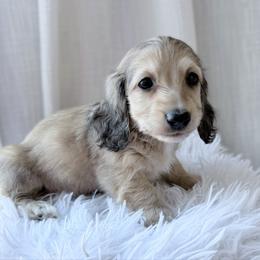 Bentley blue collar - Red male Dachshund puppy in Richmond, Virginia from Irresistible Dachshunds & Cavaliers