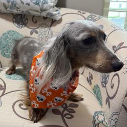 Billy - Blue and cream male Dachshund puppy in Omaha, Nebraska from Colorful Dachshunds