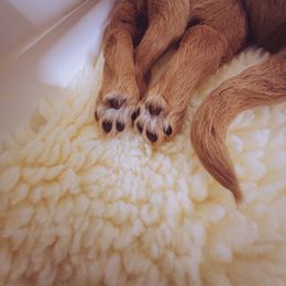 Goldendoodle Puppies from Abner Creek Doodles