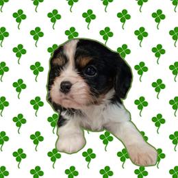 Hope - Cavalier King Charles Spaniel