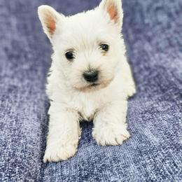 Wilder- Red Collar - White male West Highland White Terrier puppy in Toronto, Ohio from Shekinah’s Mi-Kis & Cricket Hill’s Westies