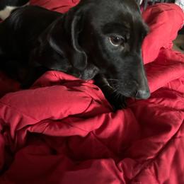 Chia - Dachshund