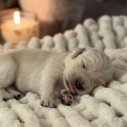 Girl 7 - female Golden Retriever puppy in New Kent, Virginia from Coastal Retrievers