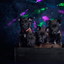 Belgian Malinois Puppies from Faubion Malinois