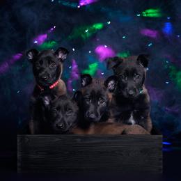 Belgian Malinois Puppies from Faubion Malinois