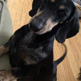 Coney - Dachshund