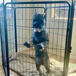 9.Angelica Vow - Pepper and salt female Standard Schnauzer puppy in Pismo Beach, California from Amandus Standard Schnauzers