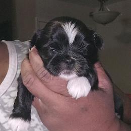 Doodle - Black and white male Shih Tzu puppy in Greer, South Carolina from My Precious Paws – Shih Tzu