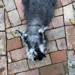 Miniature Schnauzer Puppies from Furry Ark