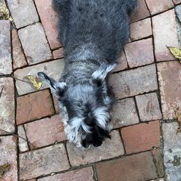 Miniature Schnauzer Puppies from Furry Ark