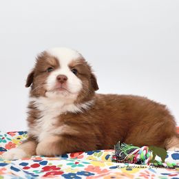 Groot - Red tri Miniature Australian Shepherd puppy in Talking Rock, Georgia from Run'n Bear Mini Aussies