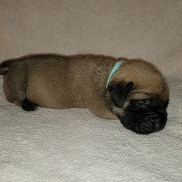 Boy 6 - Fawn Mastiff puppy in Aurora, Colorado from Bratay Mastiffs