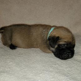 Boy 6 - Fawn Mastiff puppy in Aurora, Colorado from Bratay Mastiffs