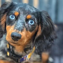 Australian Shepherds and Dachshunds from Lil’ Town Aussies