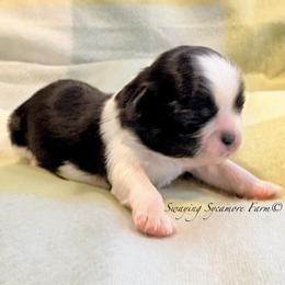 Black and White Male - Black and white male Shih Tzu puppy in Waynetown, Indiana from Swaying Sycamore Farm