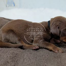 Red Male Black Collar - Red and rust male Doberman Pinscher puppy in Spencer, Indiana from Jackson's Dobermans