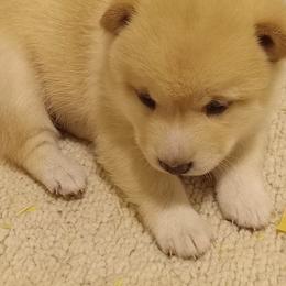 Akita and Shiba Inu Puppies from Khshibas-khakitas