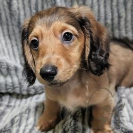 Fettuccine - Cream male Dachshund puppy in Salina, Kansas from Grove Grown Dachshunds
