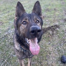 German Shepherd puppies from VHM German Shepherds