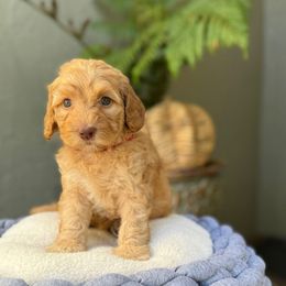 Franc - Apricot female Australian Labradoodle puppy in Morgan Hill, California from Loving Labradoodle