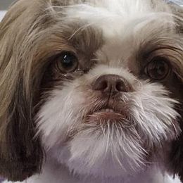 Shih Tzus from Southern Breeze Shih-Tzus