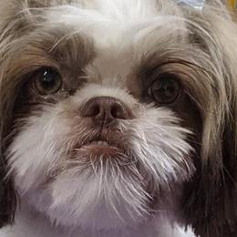 Shih Tzus from Southern Breeze Shih-Tzus