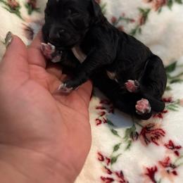 Coal - Black male Goldendoodle puppy in Warsaw, Ohio from Lovabledoodles