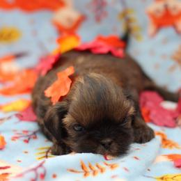 AKC-UKC Chai - Brindle male Shih Tzu puppy in Cartersville, Georgia from Autumn Breeze Shih Tzus and Friends