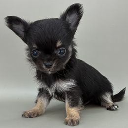 Charlie - Black and tan male Chihuahua puppy in Westport, New York from Chantilly chihuahuas