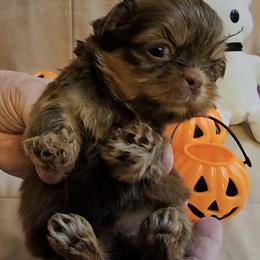 Emily - Liver female Shih Tzu puppy in Picayune, Mississippi from Guillot Shih Tzu