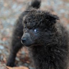 Grayl - Gray male Mudi puppy in Gatlinburg, Tennessee from Greenbrier